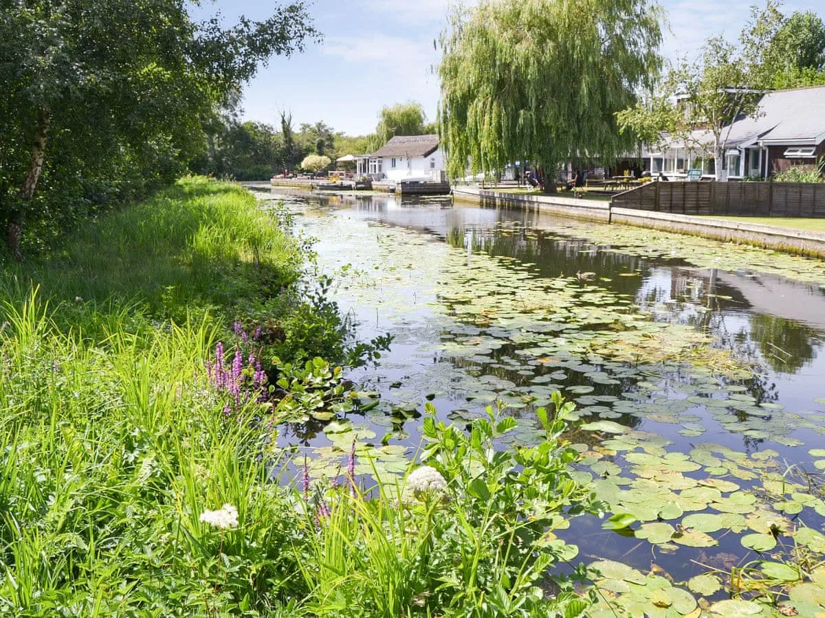 Tranquil Broadland river scene showing willows and waterlilies